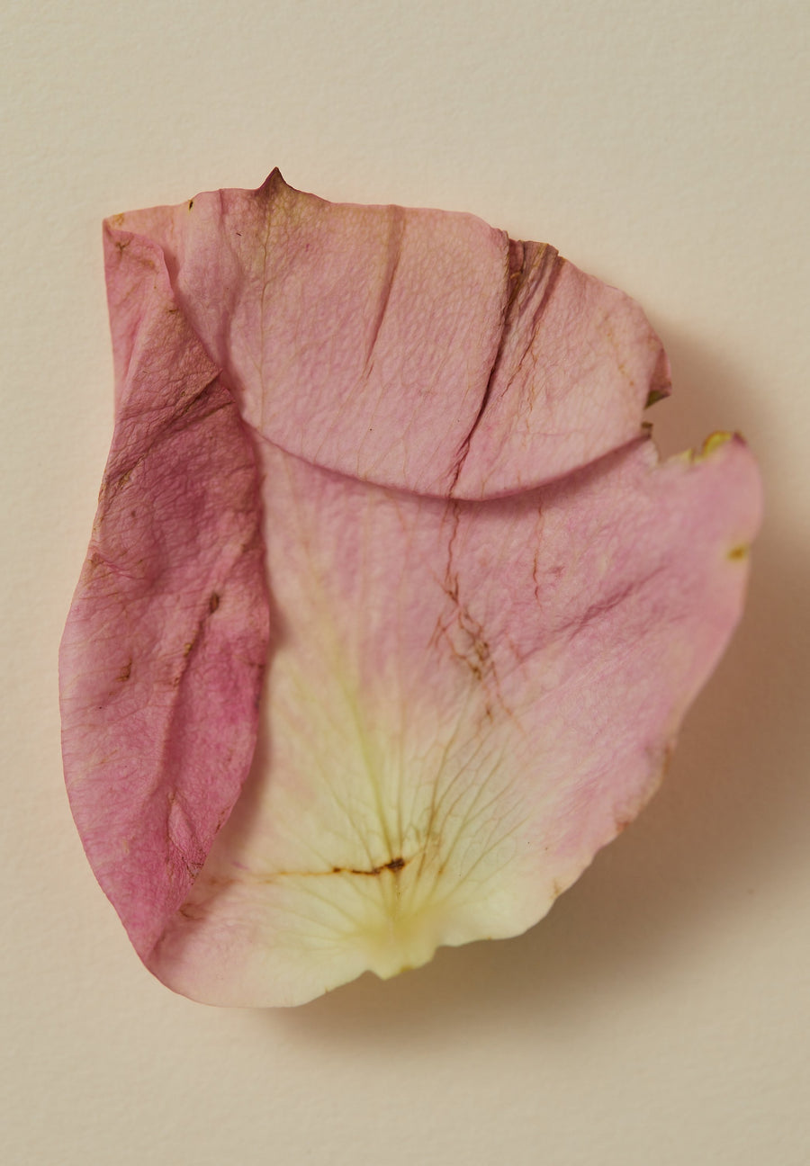 Smoking Rose Ayurvedic perfume oil - Kannauj rose & patchouli